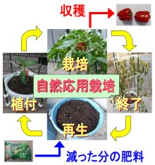 鉢による自然応用栽培サイクル