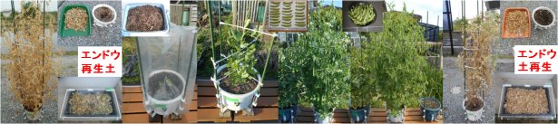 ミニトマト栽培例とホウレンソウの栽培例